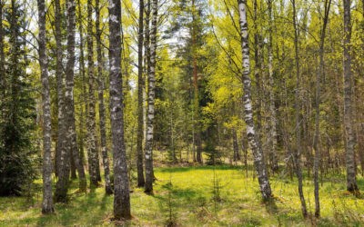 ProKirkkonummi: Keskusmetsän ulkoilupolut toteutettava