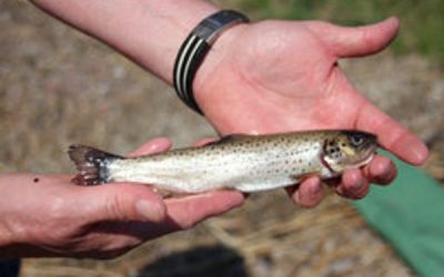 Valtuustoaloite Jolkbynjoen kunnostamisesta